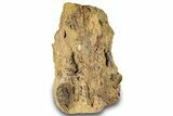 Sandstone with Hadrosaur Tooth, Tendon & Gar Scales - Wyoming #301787-2